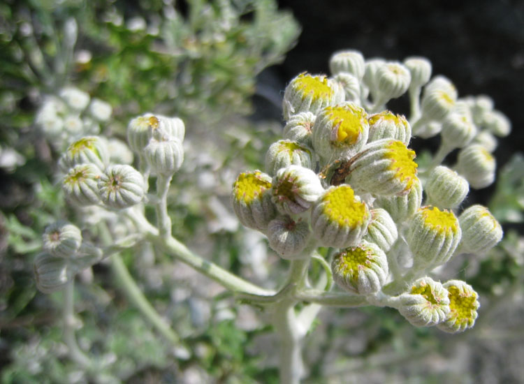 Euphorbia dendroides, Senecio cineraria e Sedum dasyphyllum